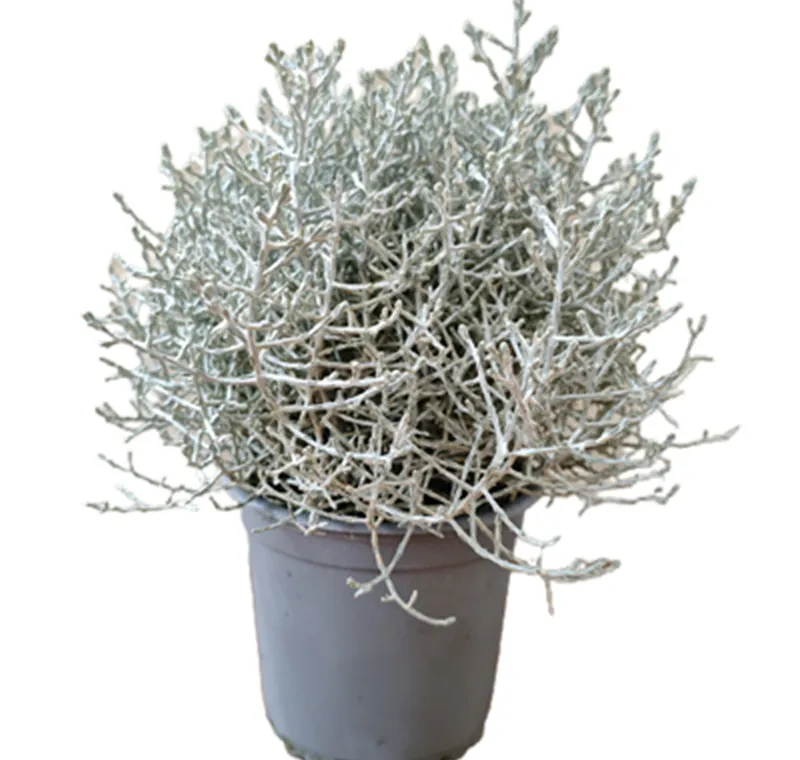 Stacheldraht - 1,99 €