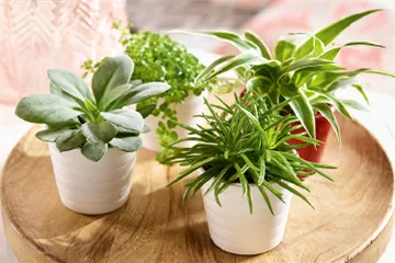 Zimmerpflanzen im April