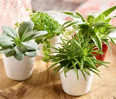 Zimmerpflanzen im April