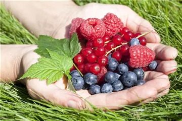 Naschgarten für die Terrasse