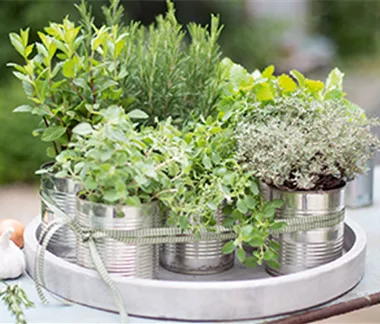 Gemüse-, Kräuter- und Obstgarten im April