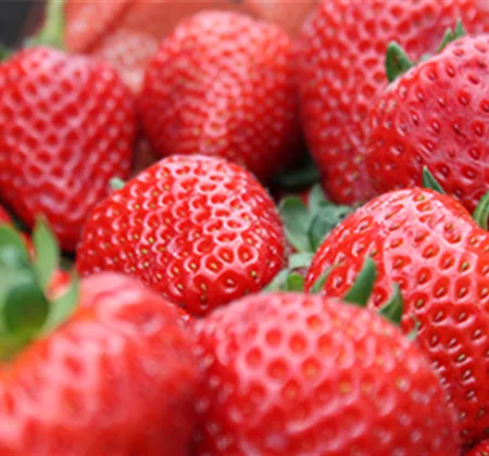 Jetzt Erdbeeren pflanzen