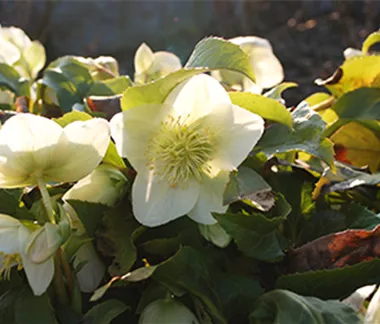 Ziergarten im Dezember