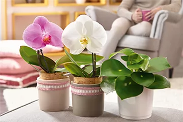 Zimmerpflanzen im Dezember