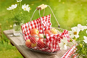 Gemüse-, Kräuter- und Obstgarten im September