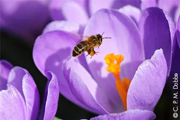Bienenfreundliche Blumenzwiebeln