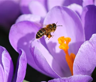 Bienenfreundliche Blumenzwiebeln
