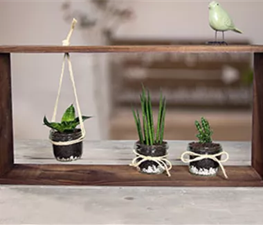 Deko mit Sukkulenten & Kakteen