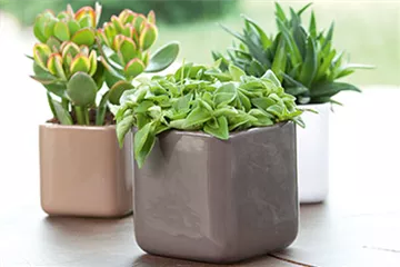 Dekorieren mit Zimmerpflanzen