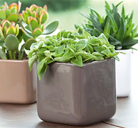 Dekorieren mit Zimmerpflanzen