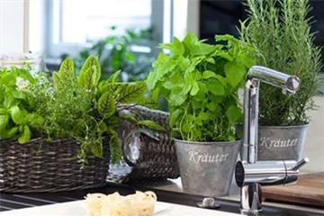 Gemüse-, Kräuter- und Obstgarten