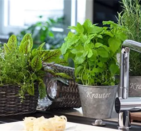 Gemüse-, Kräuter- und Obstgarten