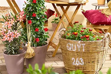 Feurige Blütenpracht