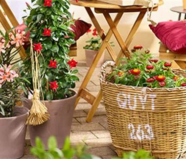 Feurige Blütenpracht