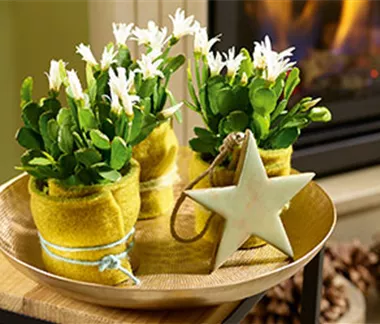 Weihnachtsdeko in Grün und Gold