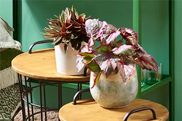 Wohnen mit Zimmerpflanzen