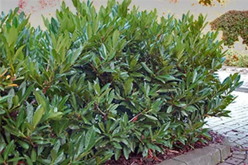 Heckenpflege im Frühjahr