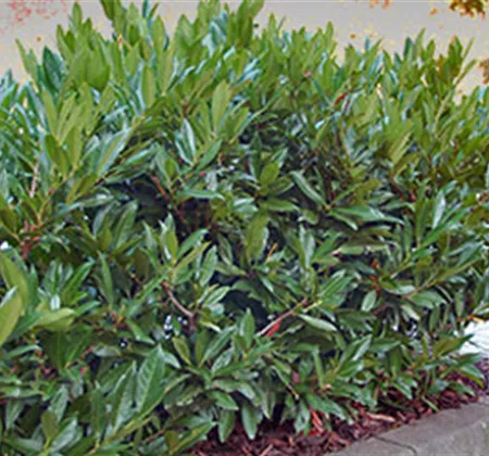 Heckenpflege im Frühjahr