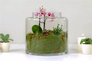 Orchideen-Terrarium