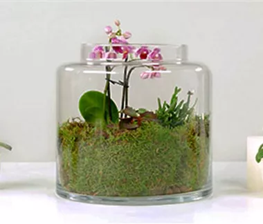 Orchideen-Terrarium