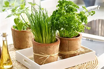 Kräuter von der Fensterbank