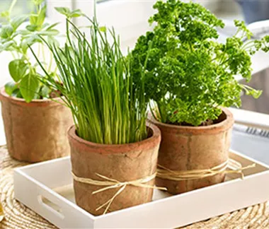 Kräuter von der Fensterbank