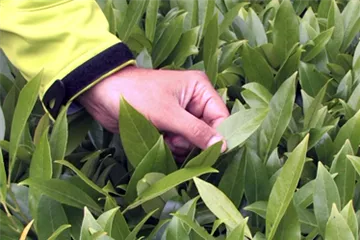 Mit Hecken gestalten