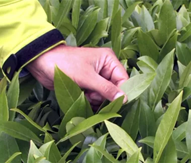 Mit Hecken gestalten