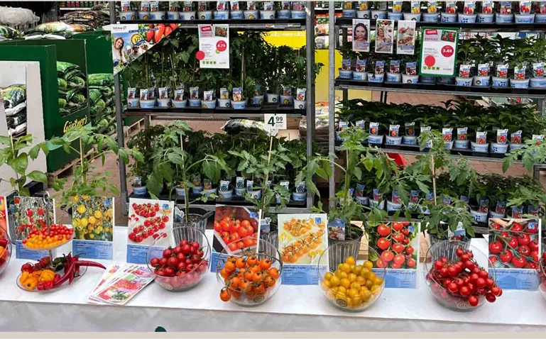 Tomatenverkostung MM .jpg