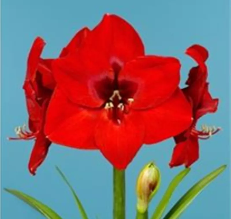 Amaryllis - 6,99 €