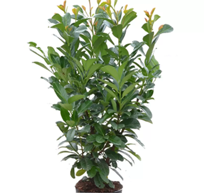 Kirschlorbeer 'Elly' - 16,99 €