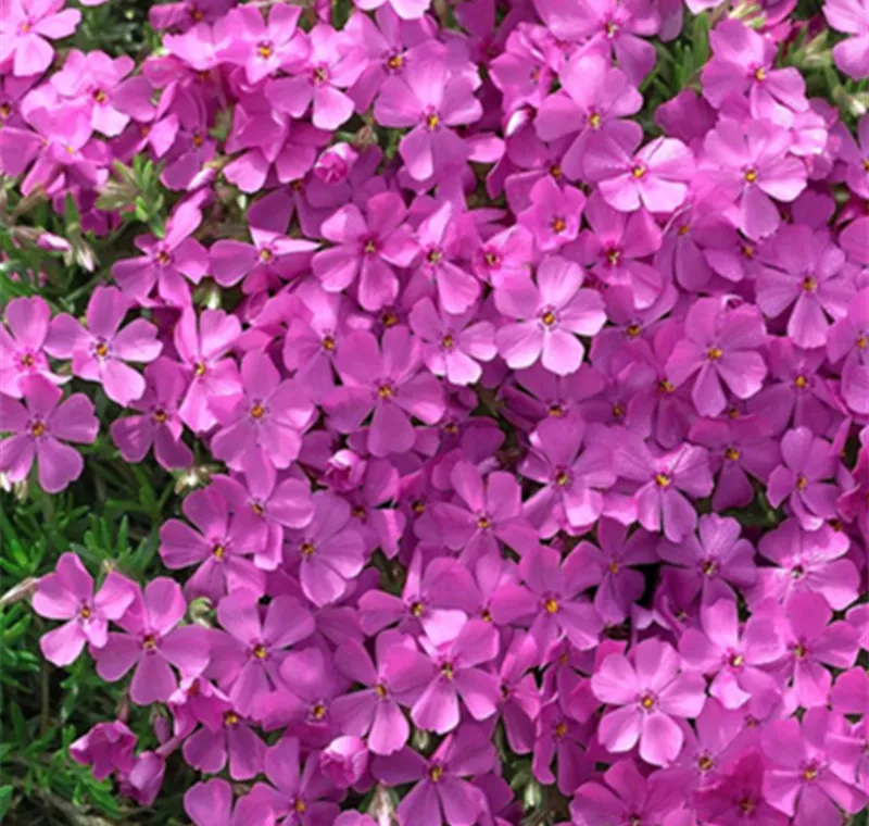 Polsterphlox - 2,79 €