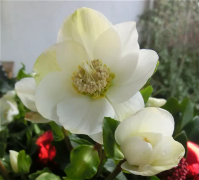 Bltenwunder Christrose - Kutter Gartencenter