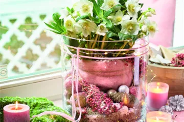 Blütenwunder Christrose