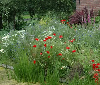 Allgemeine Gartenarbeit im Juni