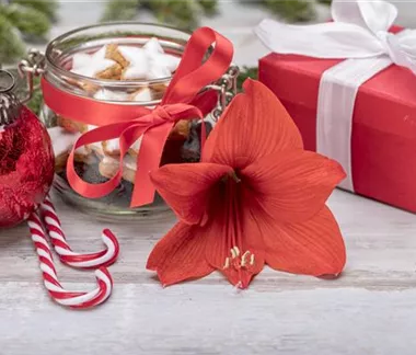 Zimmerpflanzen im Oktober