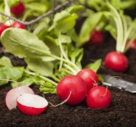 Gemüse-, Kräuter- und Obstgarten im Mai