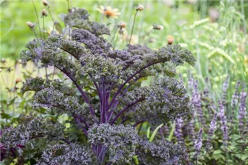 Gemüse-, Kräuter- und Obstgarten im März