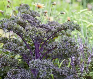 Gemüse-, Kräuter- und Obstgarten im März