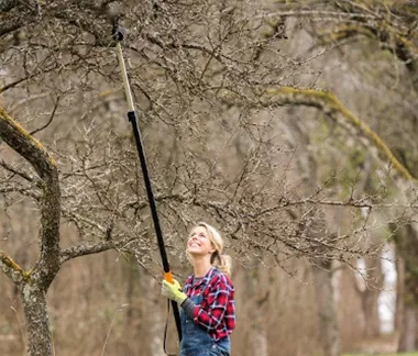 Ratgeber Obstbaumschnitt im Winter
