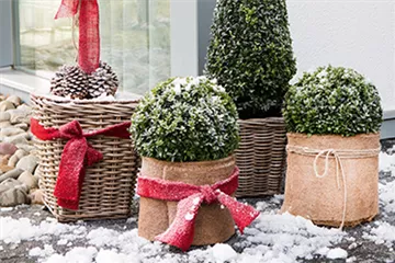 Allgemeine Gartenarbeit im Januar