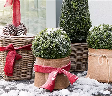 Allgemeine Gartenarbeit im Januar