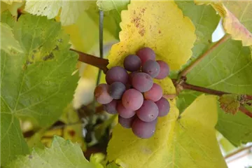 Gemüse-, Kräuter- und Obstgarten im Dezember