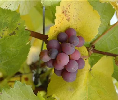 Gemüse-, Kräuter- und Obstgarten im Dezember