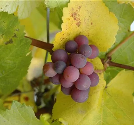 Gemüse-, Kräuter- und Obstgarten im Dezember