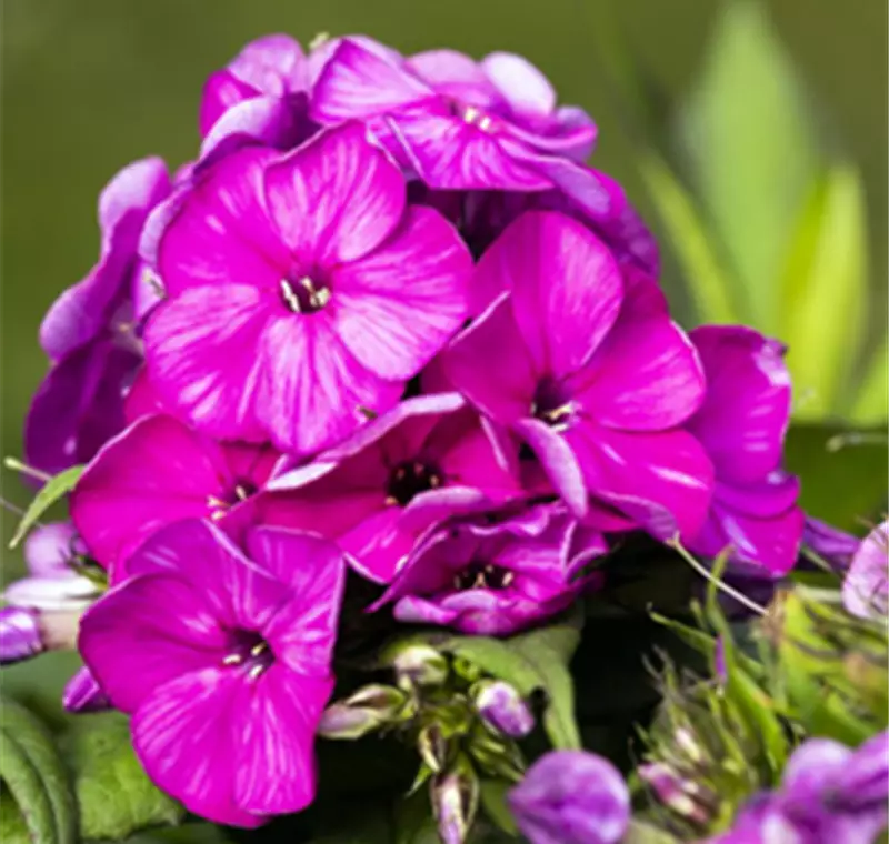 Phlox - 7,99 €