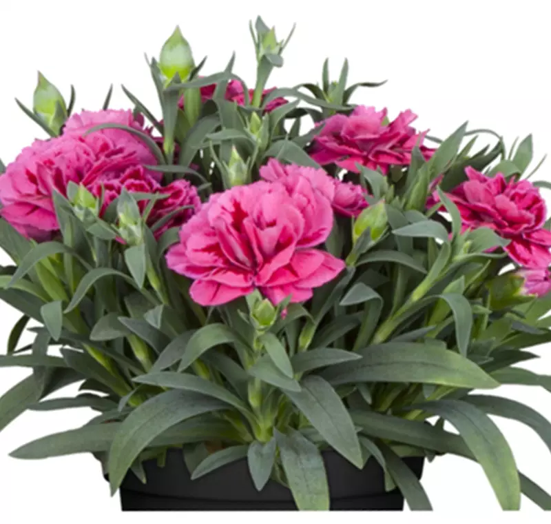 Gartennelke 'Devon Cottage' - 7,99 €