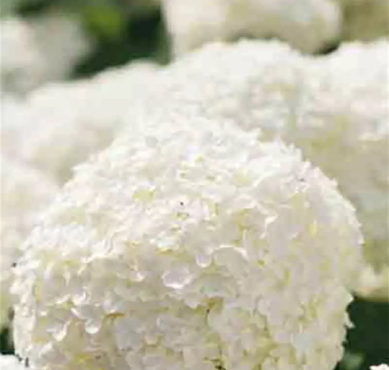 Ballhortensie 'Annabelle' - 14,99 €