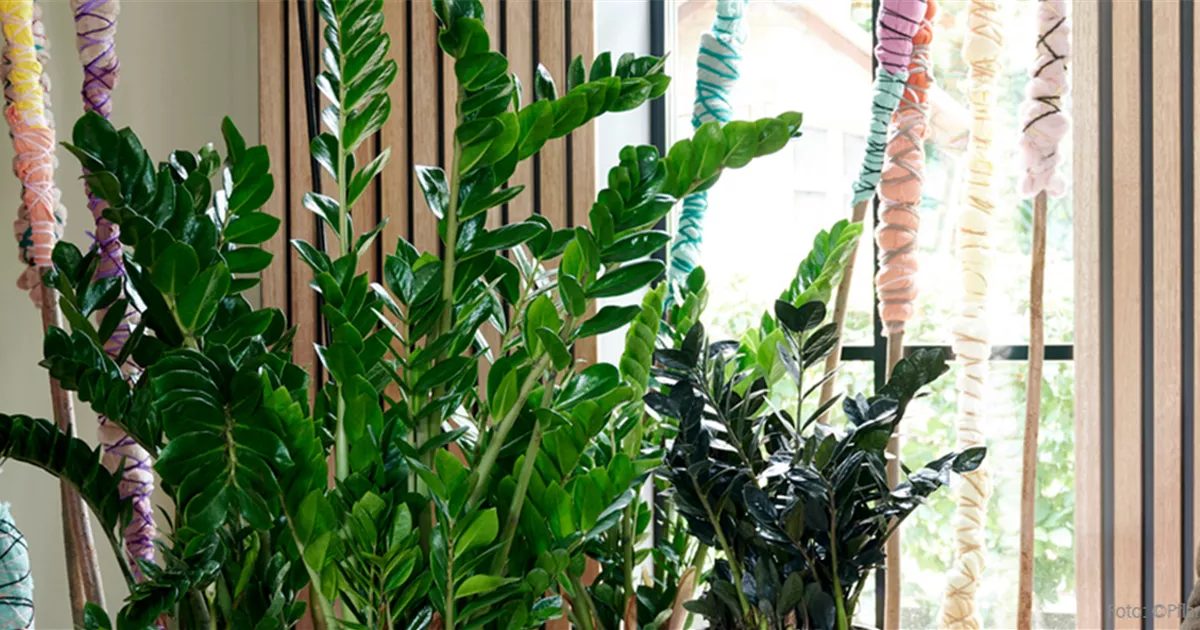 Den Dschungel ins Wohnzimmer holen - Kutter Gartencenter