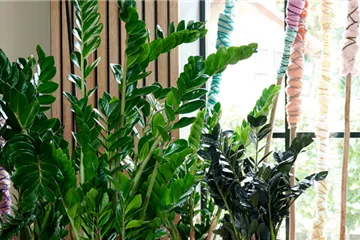 Den Dschungel ins Wohnzimmer holen